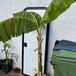 Burro Banana Tree