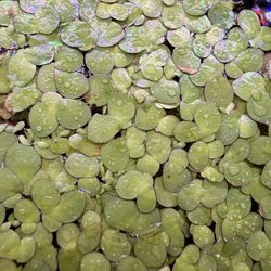 Live Duckweed 8oz for $14 + Free 4oz Pest Free Indoor Grown No Snails