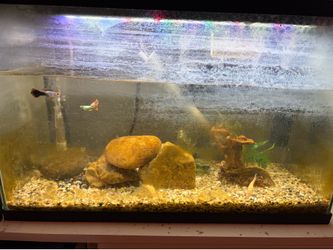 full aquarium set up
