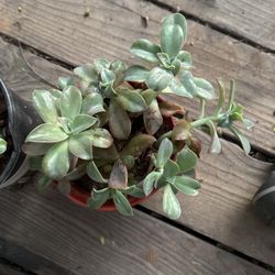 Echeveria Succulent Plants Both Shown For $2