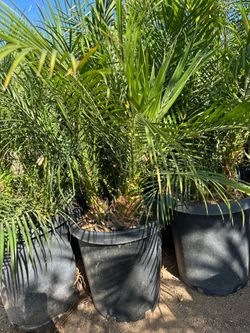 Phoenix roebelenii, dwarf date palm, pygmy date palm, miniature date palm or robellini palm tree 15gal