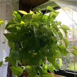 Neon Pothos 5 Cuttings w/ Nodes