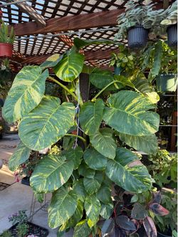 Massive Hawaiian Pothos huge leaves w/ fenestrations 8 feet tall
