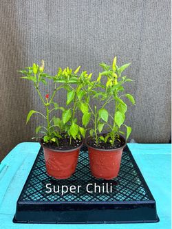 Super Chili 🌶️ pepper plant