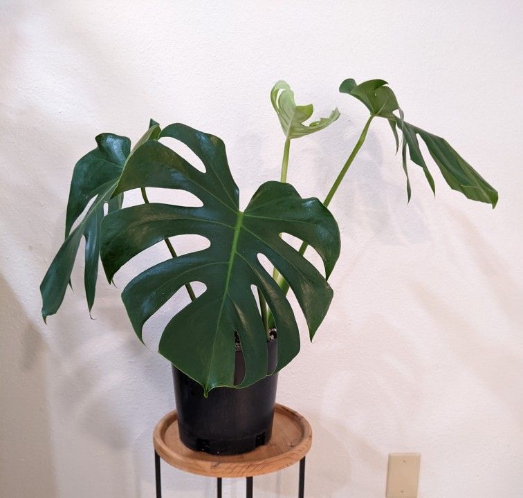 Monstera Deliciosa