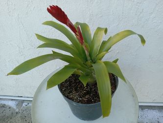 Bromeliad Vriesea Splendens Plant