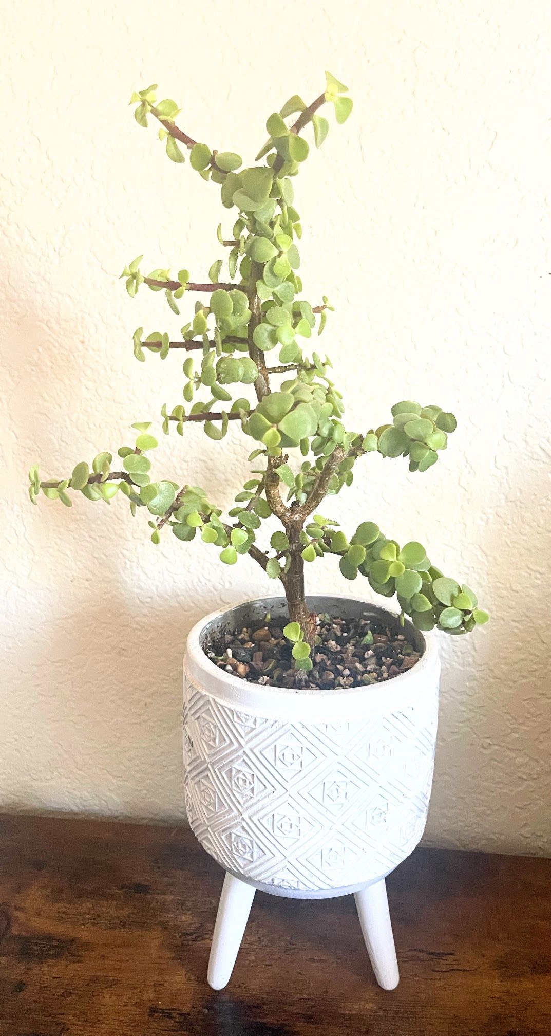 Portulacaria Afra (live succulent plant)