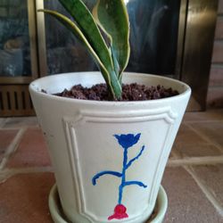 Snake Plant 