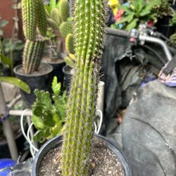 Cactus