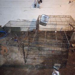Three Dog Cages