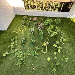  Plants For Terrarium 