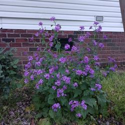 Purple Money Plant Flower Seeds