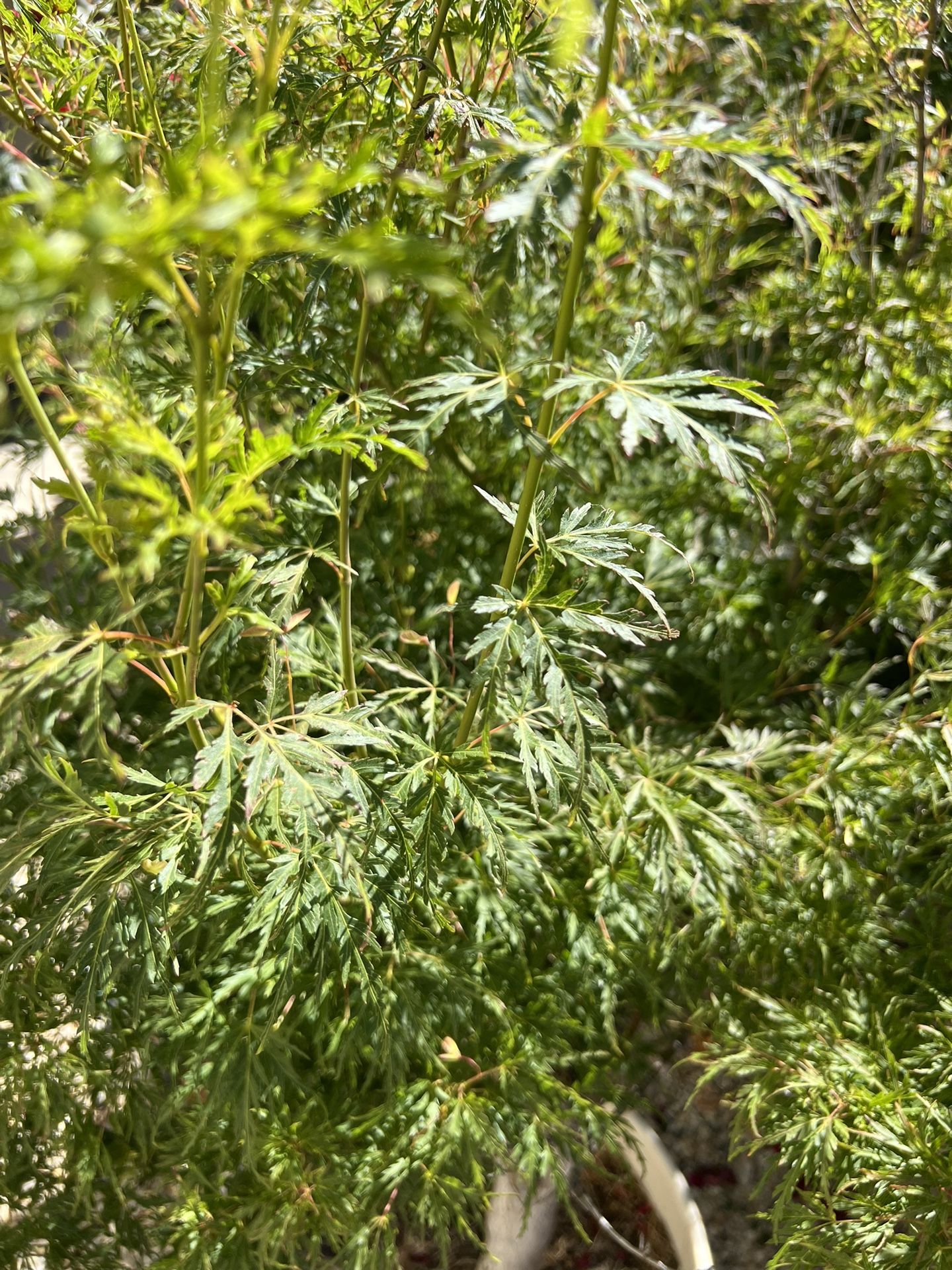 large-japanese-maple-tree-with-ceramic-pot-for-sale-in-hood-ca-offerup