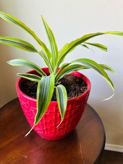 Corn plant in a 8” ceramic Plantner