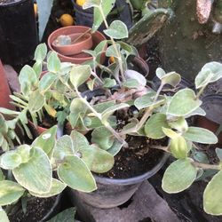 Oregano Orejon