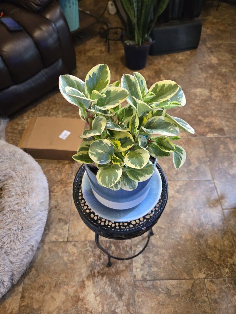 Variegated Pepperomia Plant In New 7in Ceramic Pot With Plate 