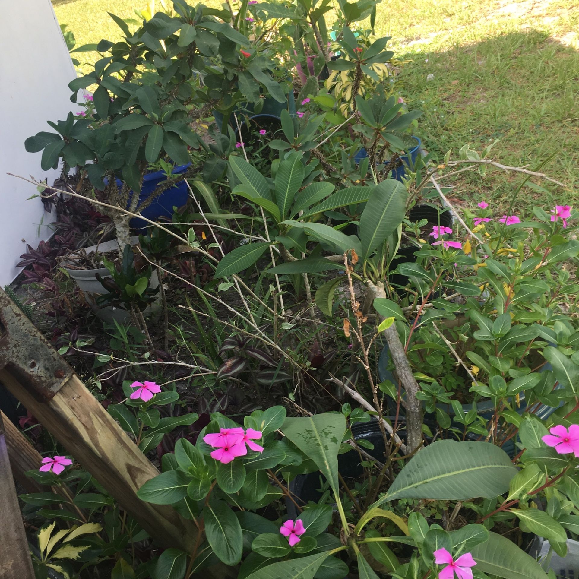 Flowers and shrubs five dollars to $25