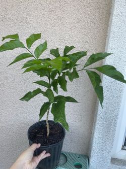 Wampi fruit tree plant