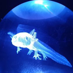 50mm Etched Crystal Ball with LED Base