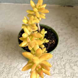 Golden Sedum Plant 