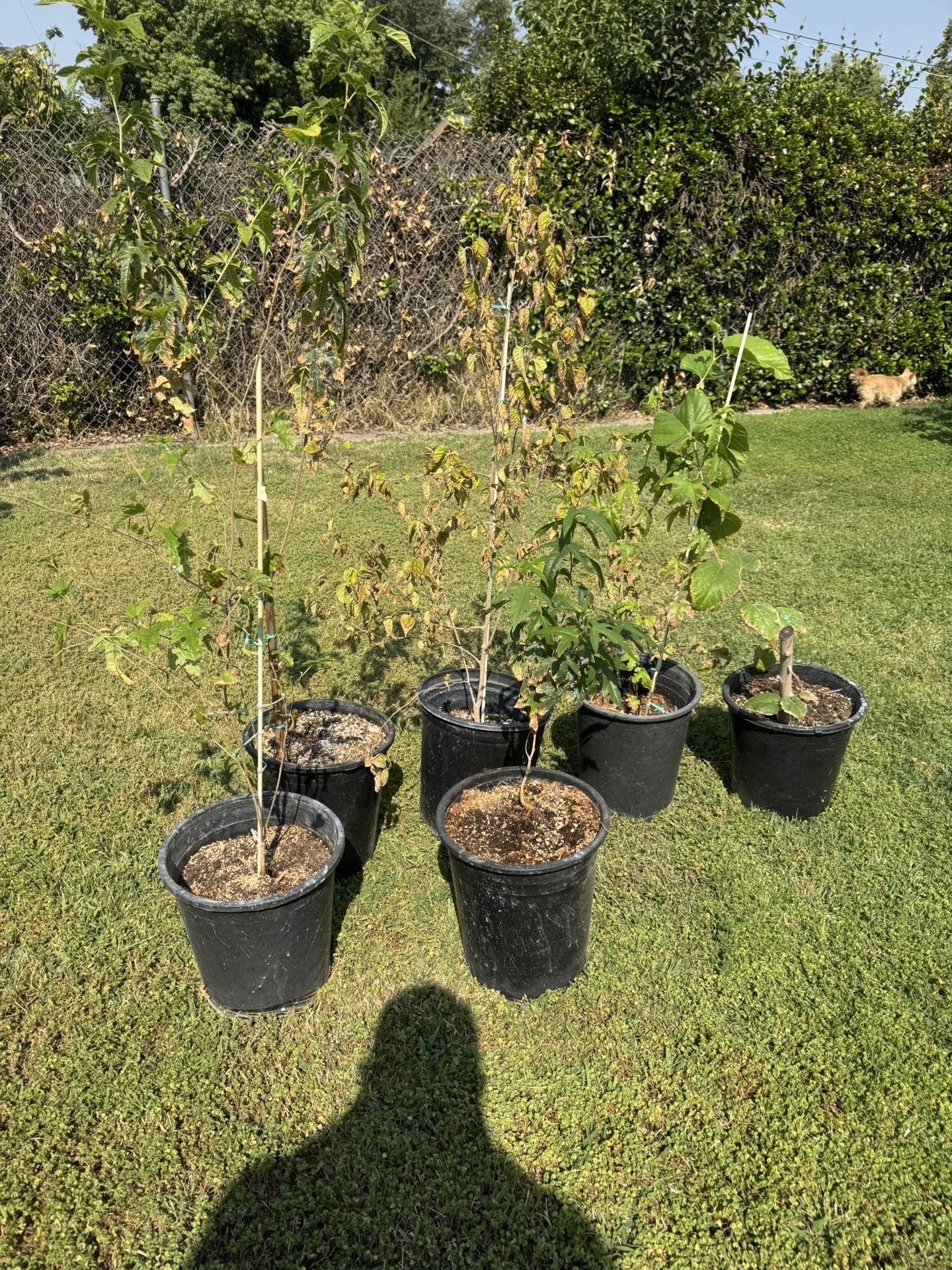 Mulberry Tree Arbol De Mora