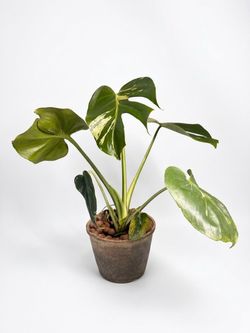bulbasaur monstera