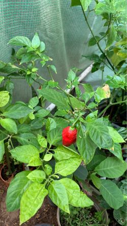 Ghost peper plant chilli plant hottest chilli 1 gal pot