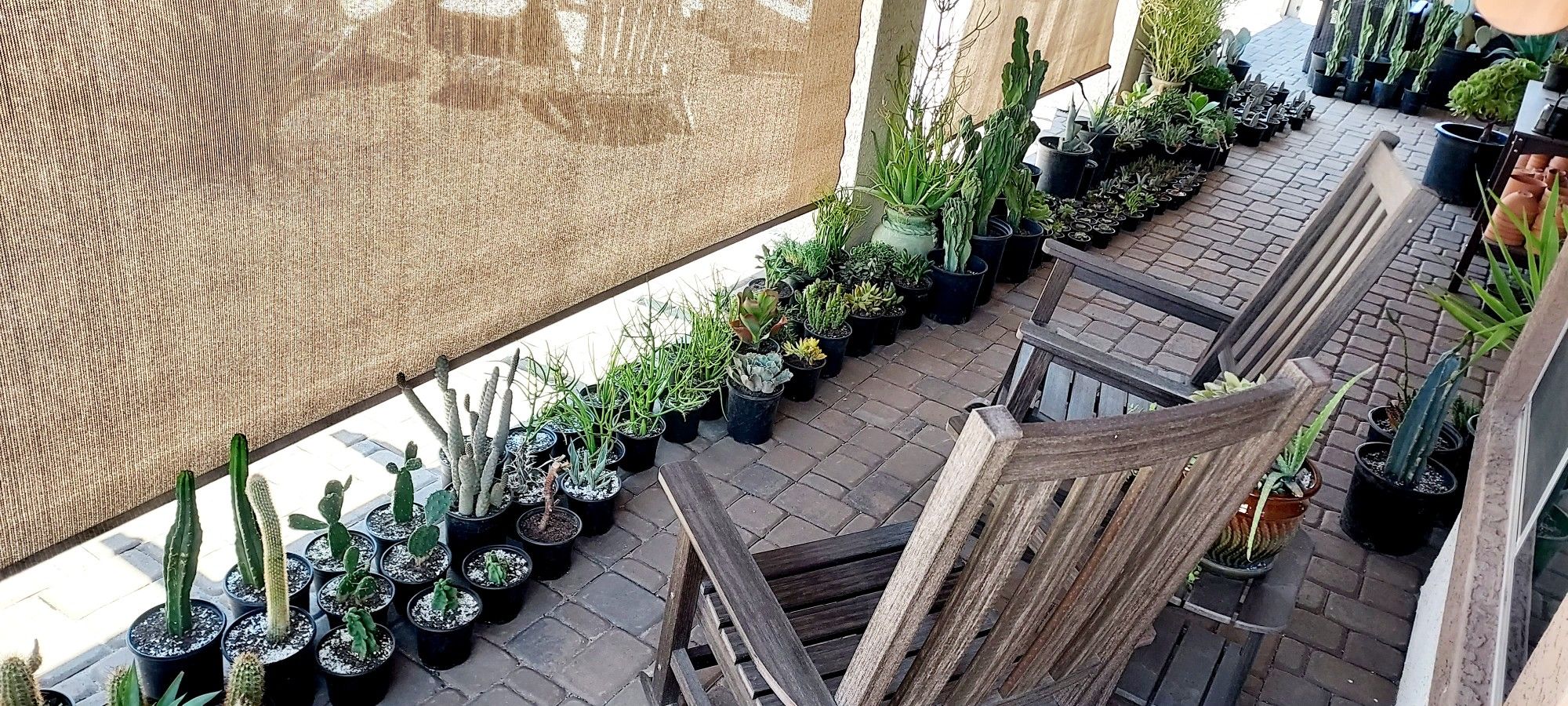 Cactus and Succulent Plants