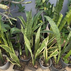 Snake plant 