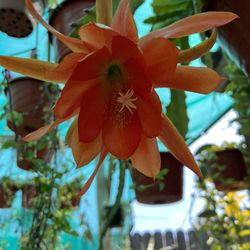 Orange Orchid Cactus
