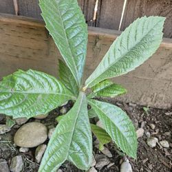 Loquat/ Japanese Plum Baby Plant Starters