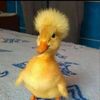 Kevin