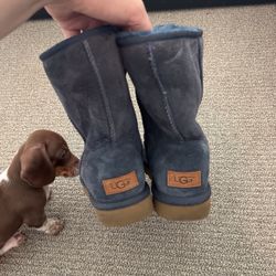 Navy Uggs