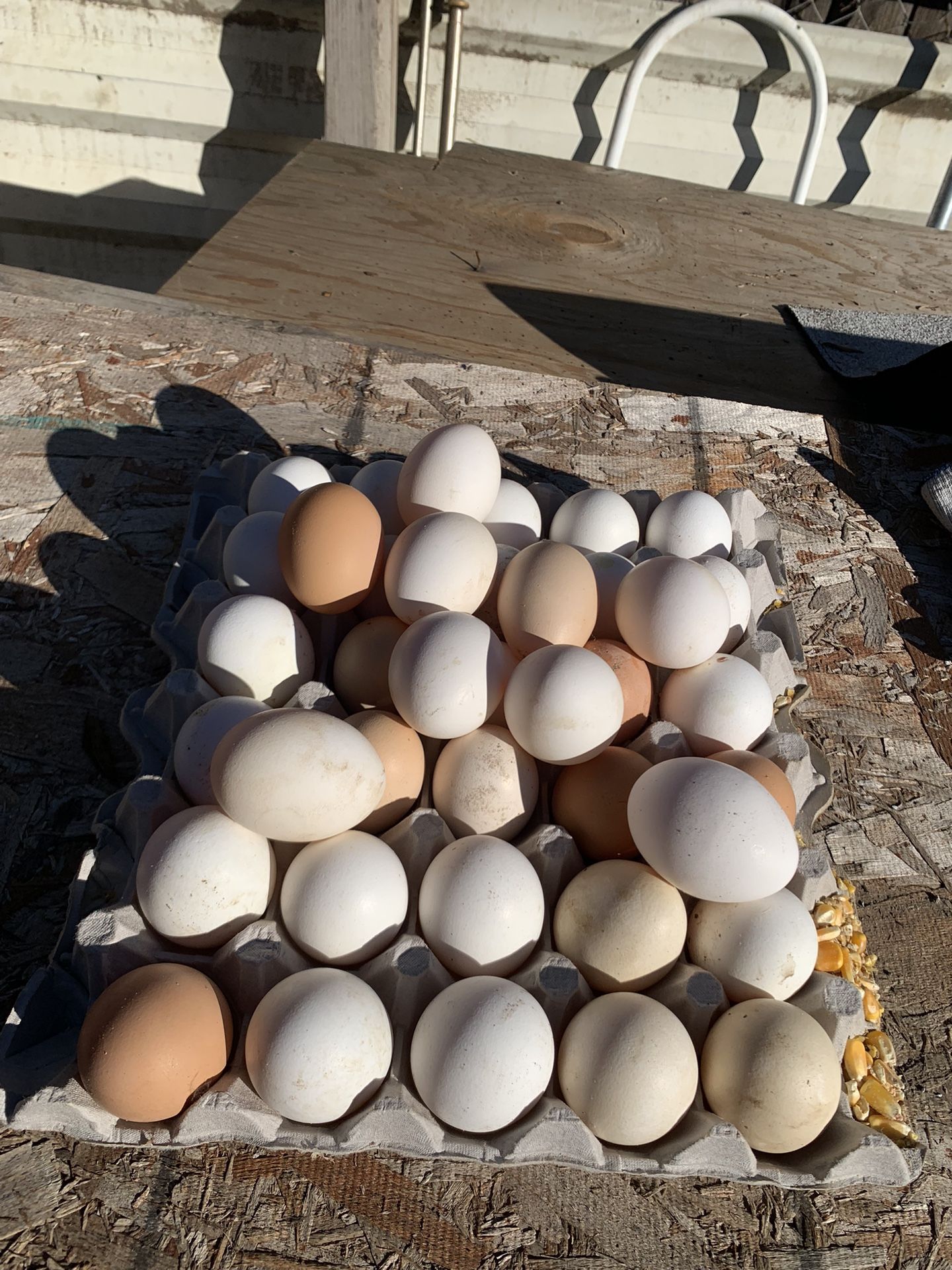huevos de gallo y gallina orgánicos 50 se tabovos cada uno