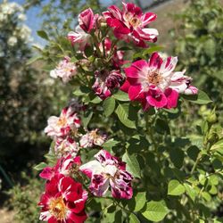 Rosal Enredaadera 