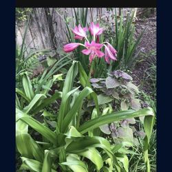 Big Pink Spider Lily Plants 3 Gallon Fully Grown