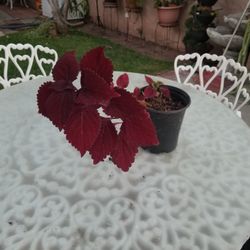 Potted Coleus Plant