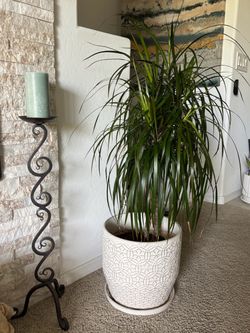 Dracaena Plant in Cream Ceramic Portugal Pot