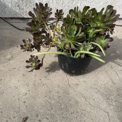 Plant Arrangement Includes Modern Pot With Drainage 