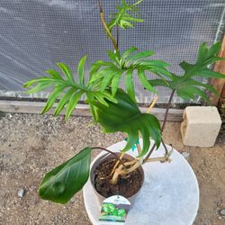 Philodendron Mayoi Plant 6" Pot 