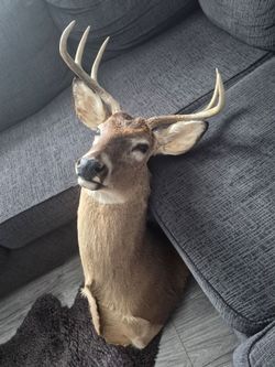 Buck taxidermy