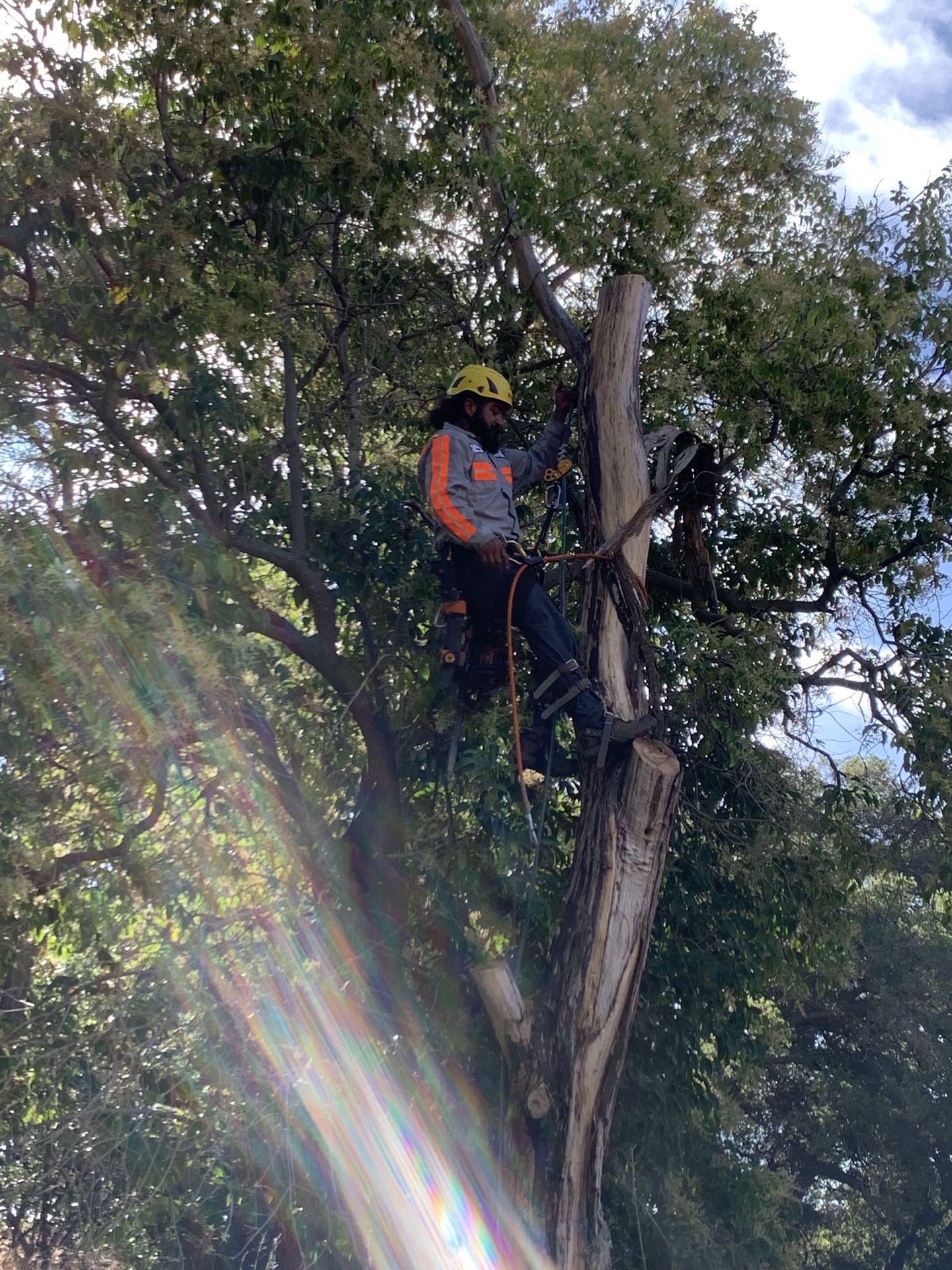 Tree Work