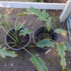 Philodendron Xanadu 