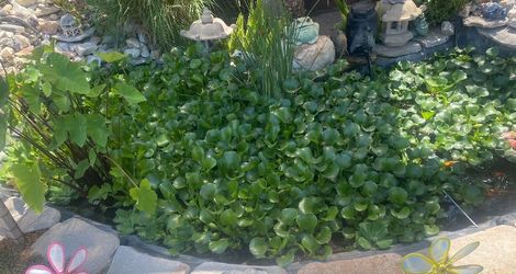 Pond plants