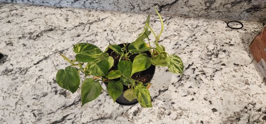 Heart Leaf Philodendron varigated