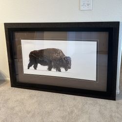 Buffalo Framed Art Print - Across The Snowfield