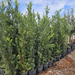 podocarpus  over 4 feet tall Instant Privacy Hedge For Fence Green Full starting $10 and up 