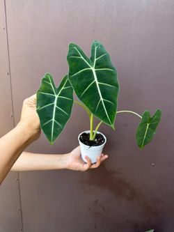 4” Alocasia Frydek