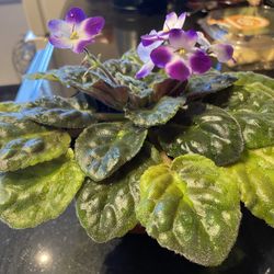 African/ violets planted (can be in a glass pot).