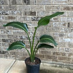 Healthy And Beautiful Bird Of Paradise Home Or Office 